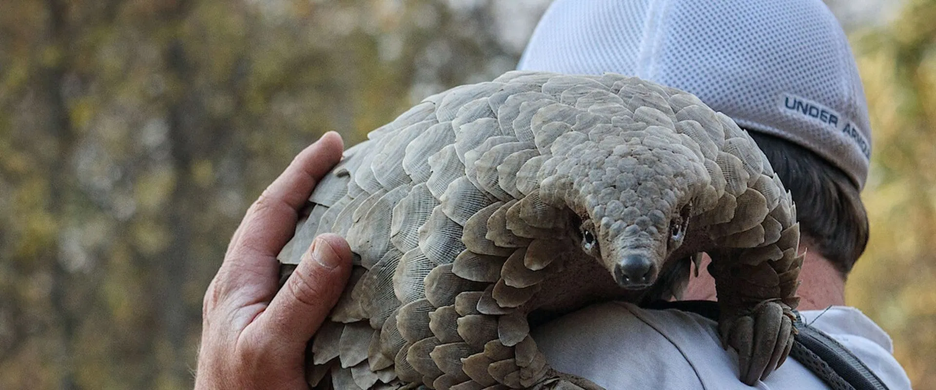 Pangolin: Kulu’s Journey 2025
